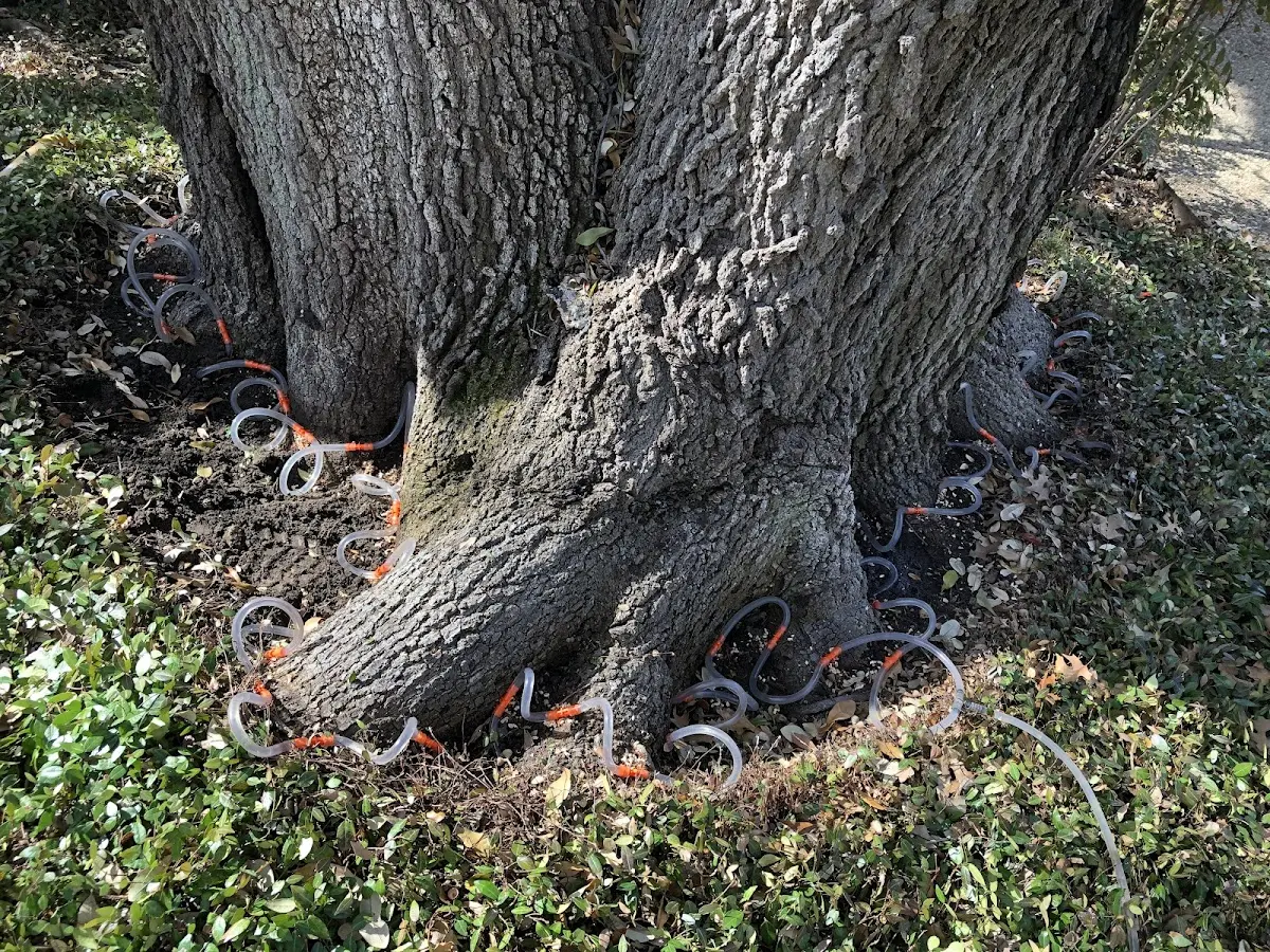 Detailed Tree Cabling and Bracing job site in South Bound Brook