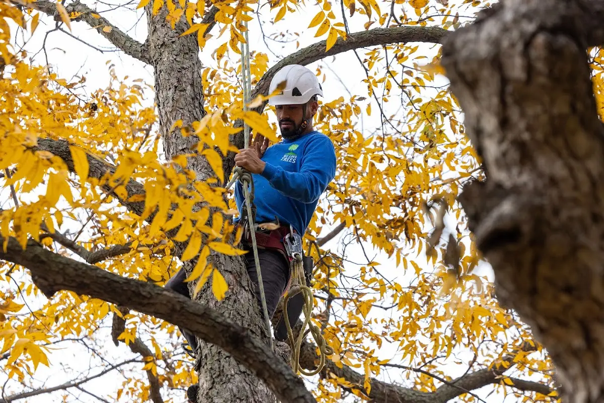 Skilled Tree Pruning crew working in South Bound Brook